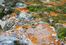 與九型配偶的相處技巧----5號