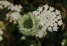與九型配偶的相處技巧----1號