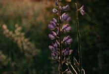 你是哪一種心理奴隸呢