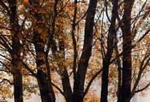 4號伴侶相處金律：距離是維持最佳關(guān)系的黃金分割點