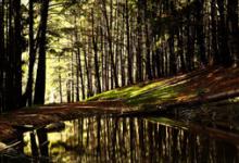 “幻想的面紗”