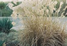 九號性格人日常生活所呈現(xiàn)出來的特質(zhì)