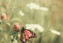 九號和平型人格的自我提升方法