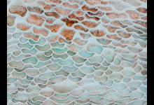 七號活躍型的影子點