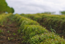 6號疑惑型未覺知的恐懼